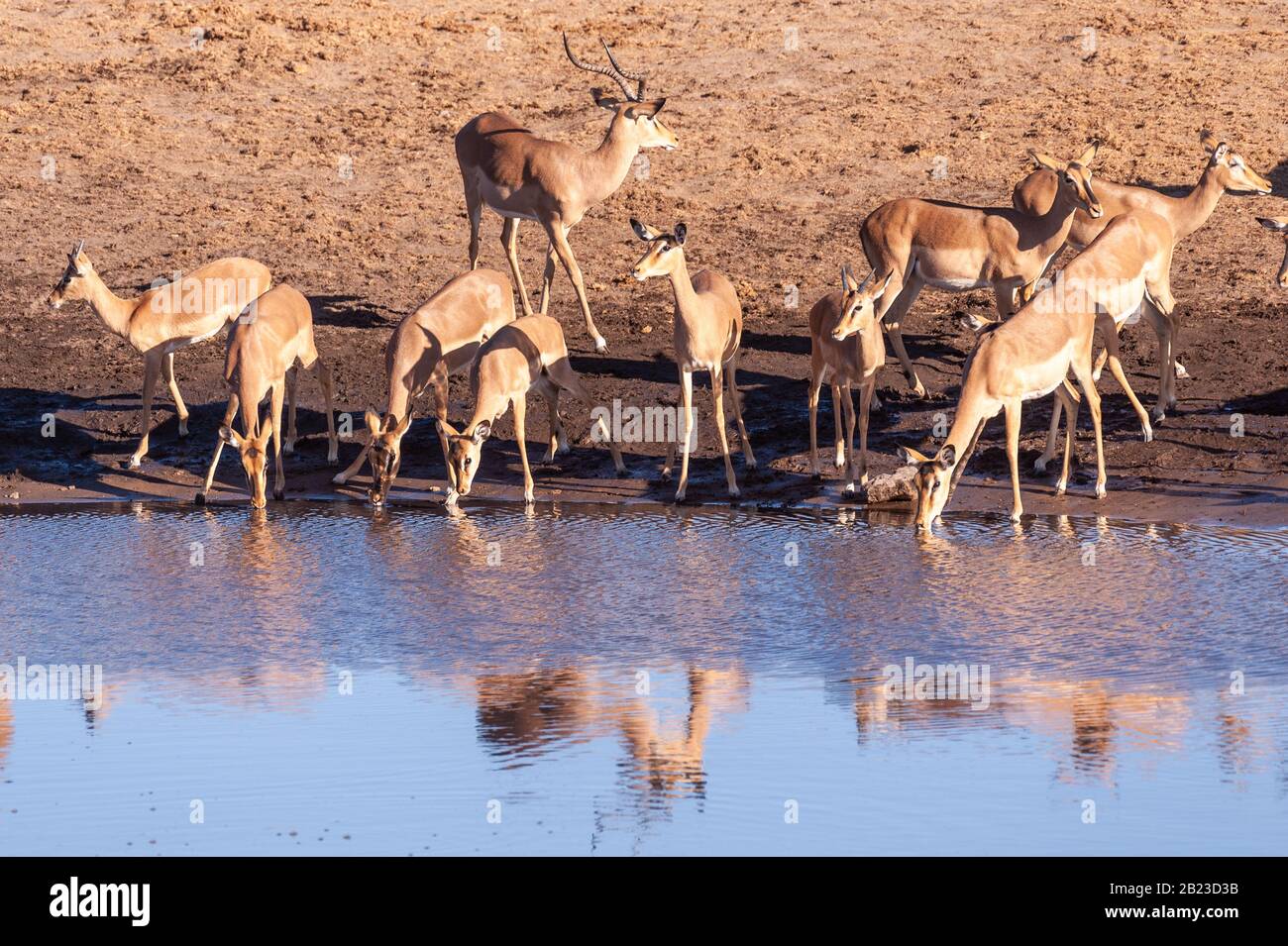 Un gruppo di impala -Aepyceros melampus- bere da un fiume nel Parco Nazionale Etosha, Namibia. Foto Stock