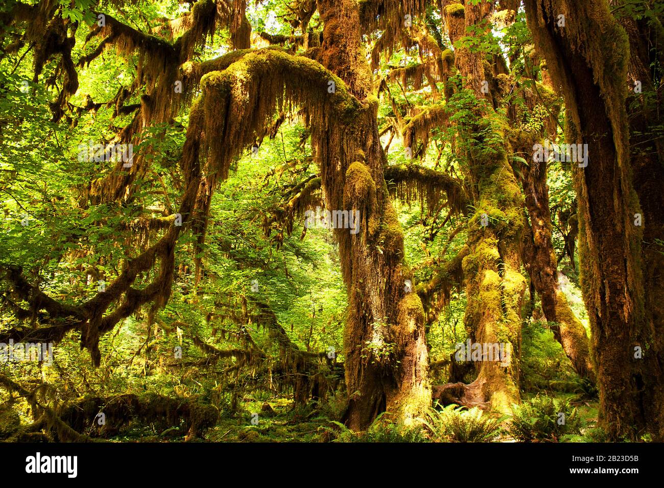 Washington, USA: Hall of Mosses at Hoh Rain Forest / Olympic National Park Foto Stock