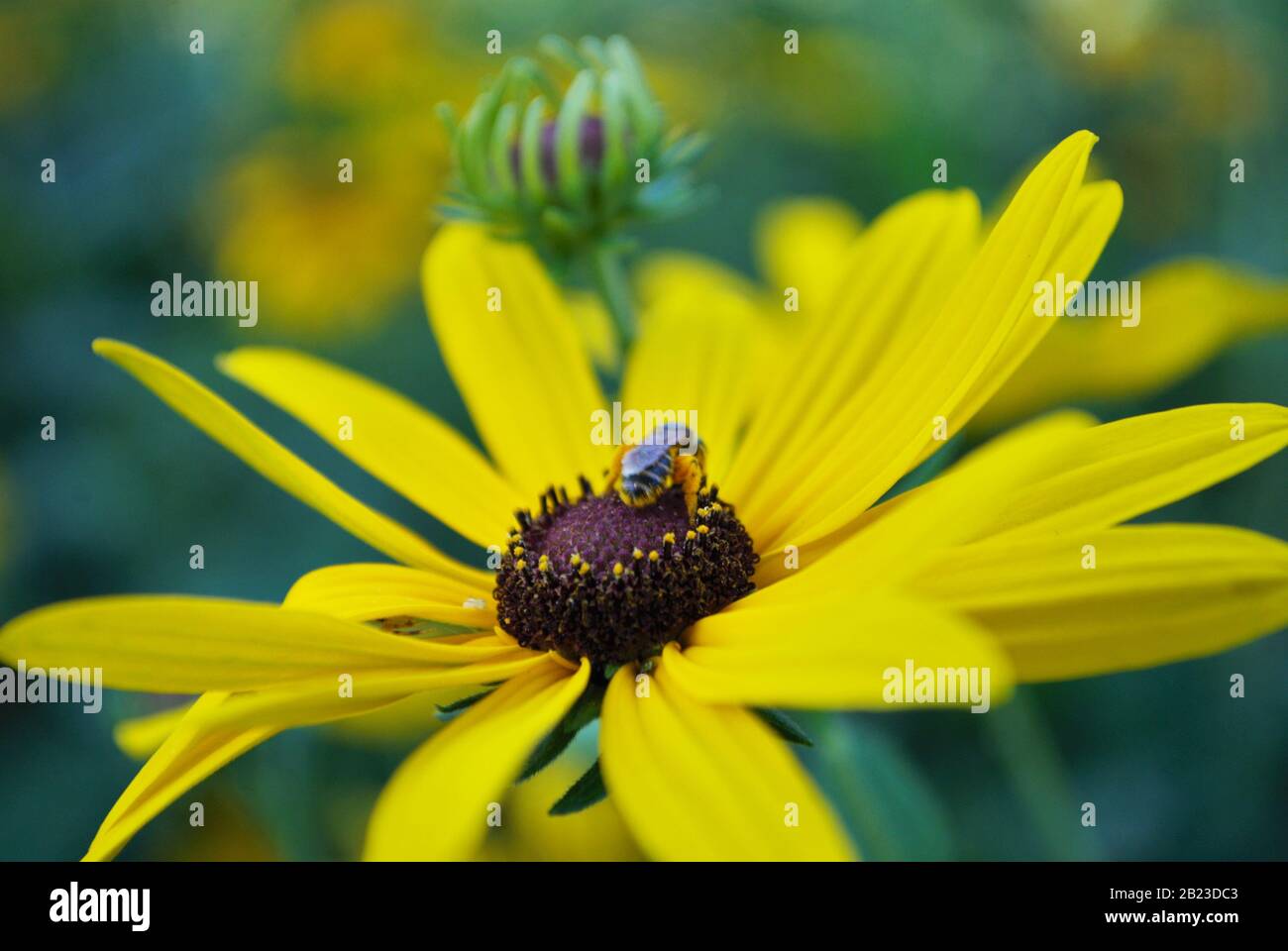Primo piano di una piccola ape di miele su uno sguardo nero susan Daisy fiore nel mio giardino cortile Foto Stock