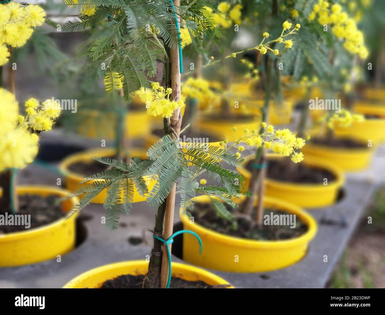 Un closeup del bel fiore mimosa per la giornata internazionale delle donne Foto Stock