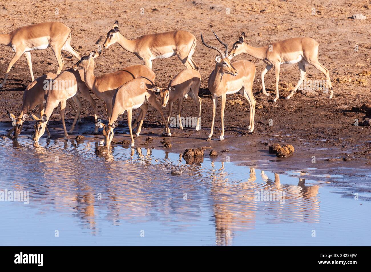 Un gruppo di impala -Aepyceros melampus- bere da un fiume nel Parco Nazionale Etosha, Namibia. Foto Stock