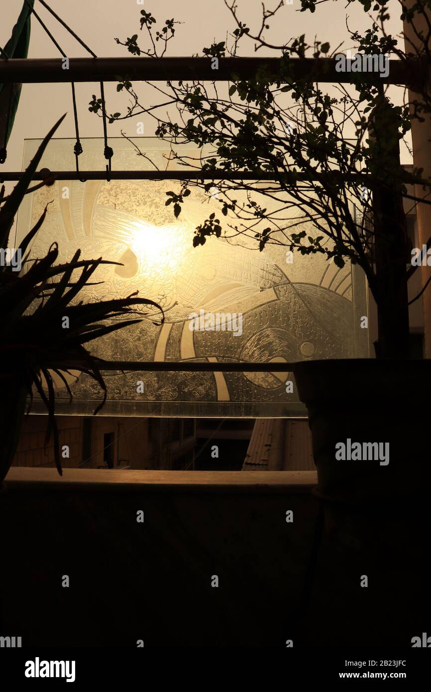 Silhouette, Piante prima della luce del sole Foto Stock