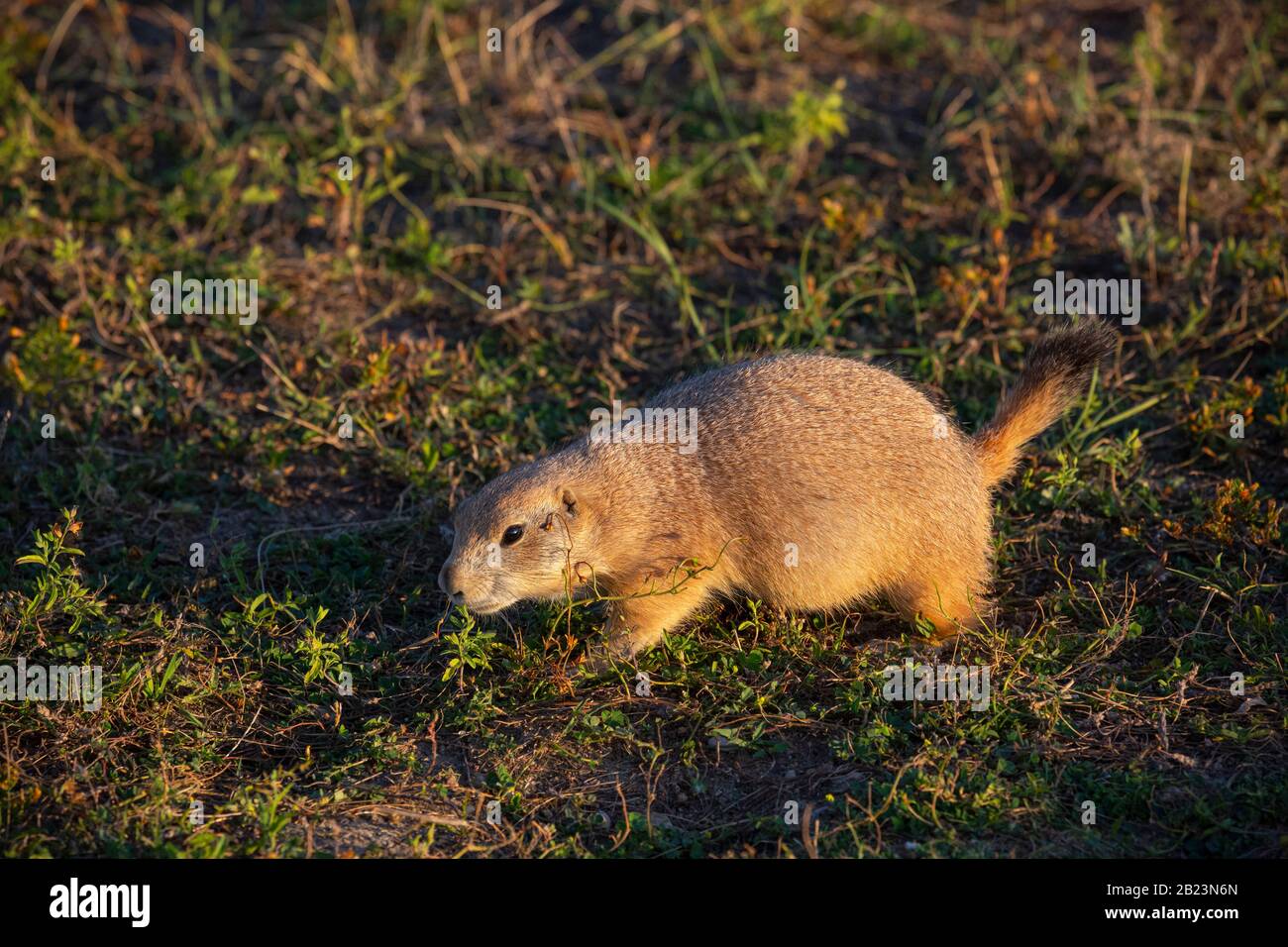 SD00248-00...SOUTH DAKOTA - cane Prairie alla ricerca di uno spuntino pomeridiano presso Roberts Prairie Dog Town nel Badlands National Park. Foto Stock