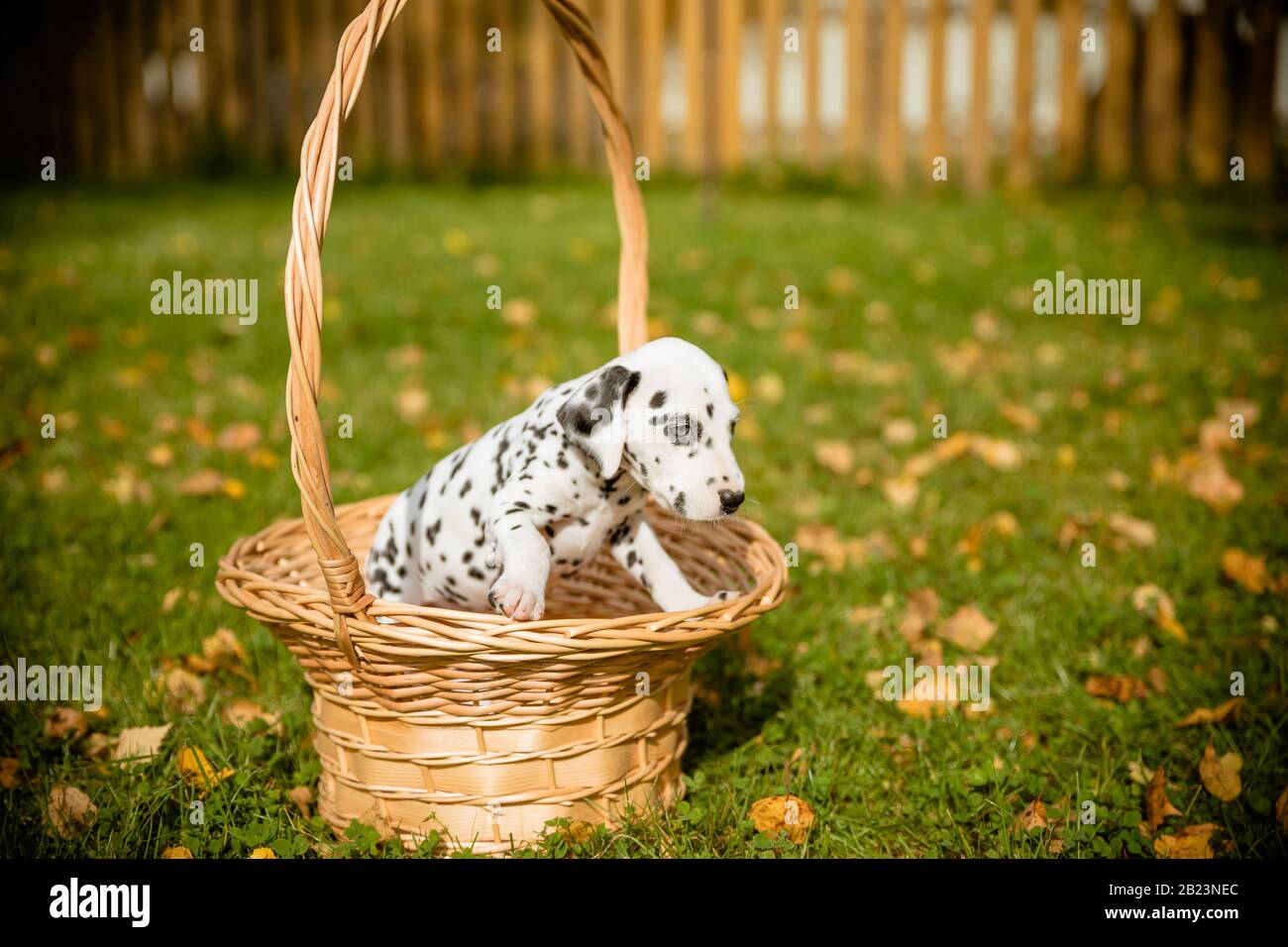 Cuccioli dalmati in un cestino.Copia spazio. Cane è migliore amico. Concetto di animali domestici Foto Stock