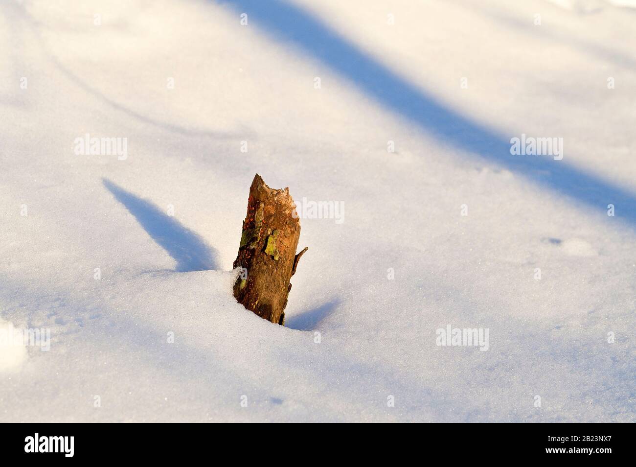 Primo piano di un ramo rotto che sporge dalla cima di una deriva da neve, illuminato da un basso sole invernale. Foto Stock