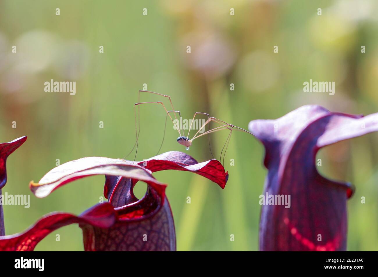 Weberknecht auf Sarracenia alata, Contea di Stone, Mississippi, Stati Uniti Foto Stock