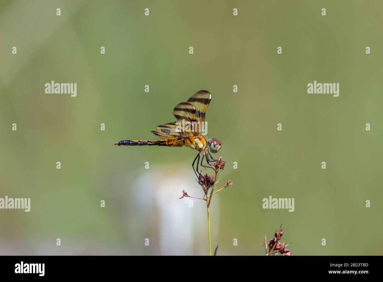 Dragonfly in Stone County, Mississippi, Stati Uniti Foto Stock