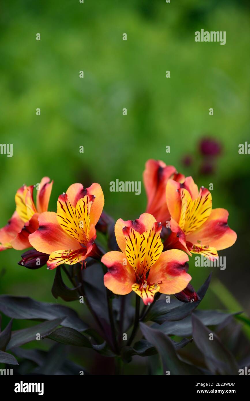 Alstroemeria Estate Indiana,giglio peruviano,il rame,arancione,giallo,fiore,fiori,fioritura,perenne,fiori recisi,RM Floral Foto Stock