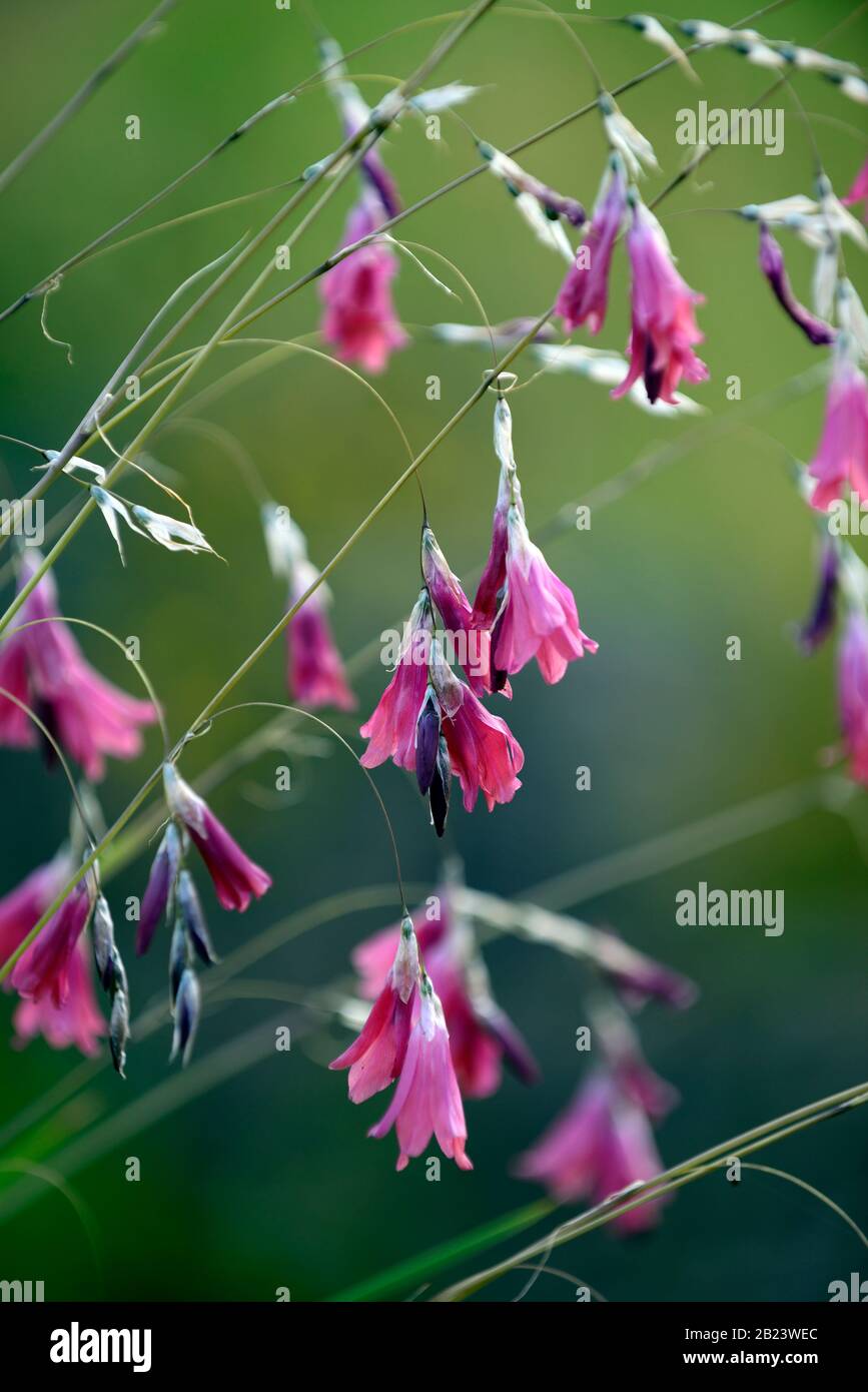 Dierama pulcherrimum, fiori rosa viola, fiore, perennials, arching, dangling, sospeso, a forma di campana, angeli canne da pesca, RM Floral Foto Stock