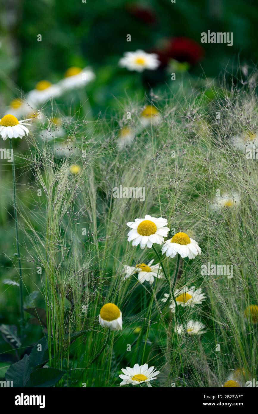 Anthemis tinctoria e C Buxton,Stipa tenuissima,Mexican Feather Grass,daisy,margherite,erba,erbe,schema di impianto misto,fiori gialli,Giardini,RM Flora Foto Stock