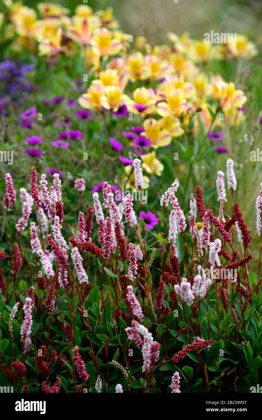 Persicaria amplicaulis,picchi rossi,geranio,alstroemeria,fiori,fiore,fioritura,bistrot,perenne,cottage Garden,RM Floral Foto Stock