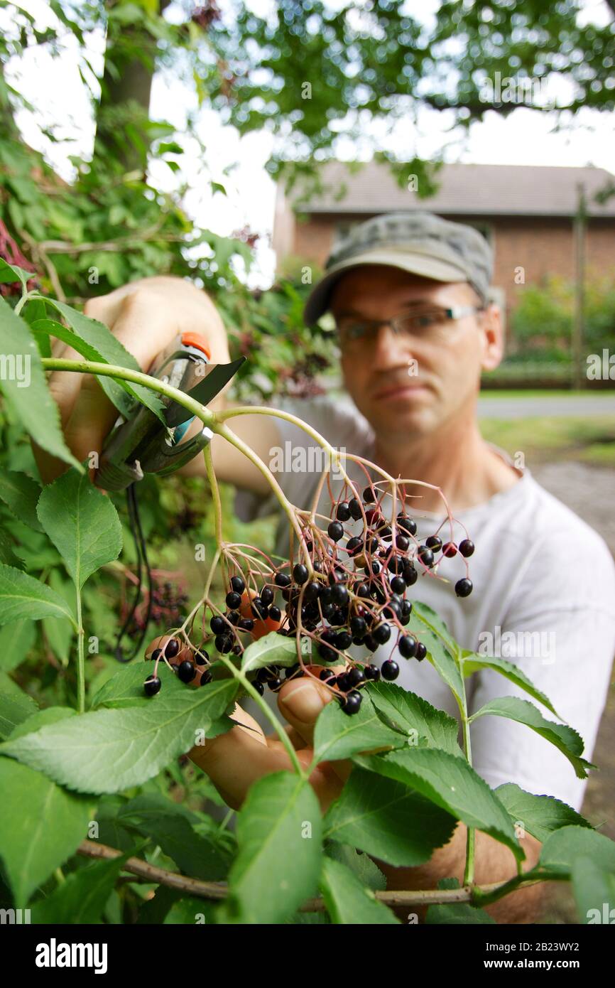 Uomo caucasico che raccoglie gli elderbersi Foto Stock