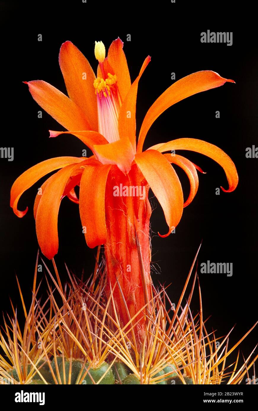 Piante. Primo piano di Oreocereus cactus fiore. Foto Stock