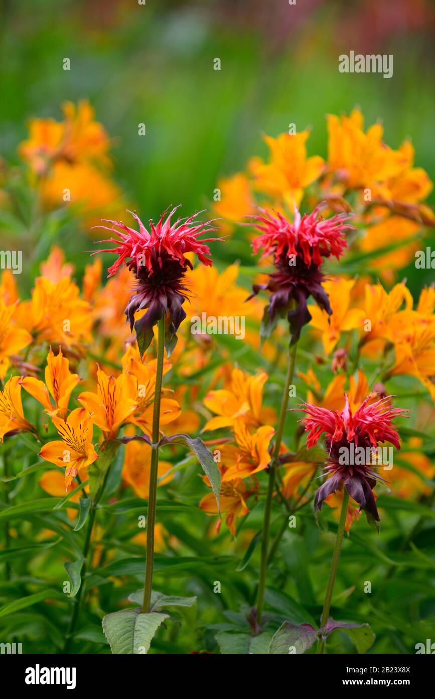 monarda jacob cline, bergamotto, fiore rosso, fiori scarlatto, bordo caldo, letto caldo, perennials, beeebalm, bergamots, alstroemeria, fiori d'arancio, fuori fuoco, blu Foto Stock