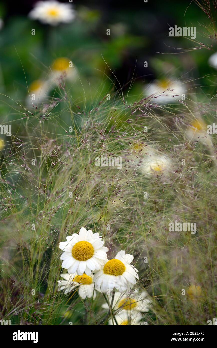 Anthemis tinctoria e C Buxton,Stipa tenuissima,Mexican Feather Grass,daisy,margherite,erba,erbe,schema di impianto misto,fiori gialli,Giardini,RM Flora Foto Stock