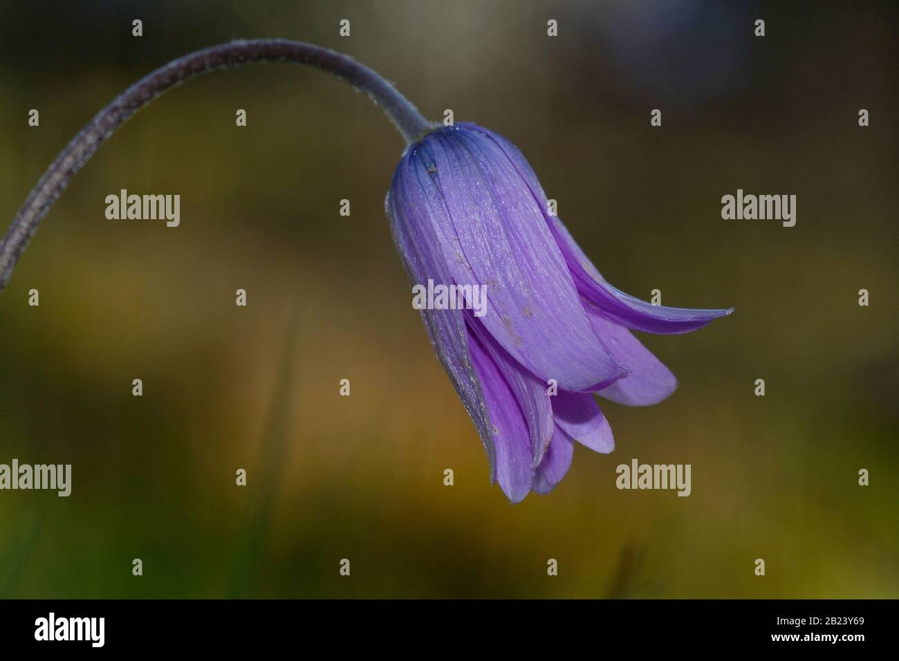 Primo piano di viola Anemone fiori selvatici sullo sfondo verde prato Foto Stock
