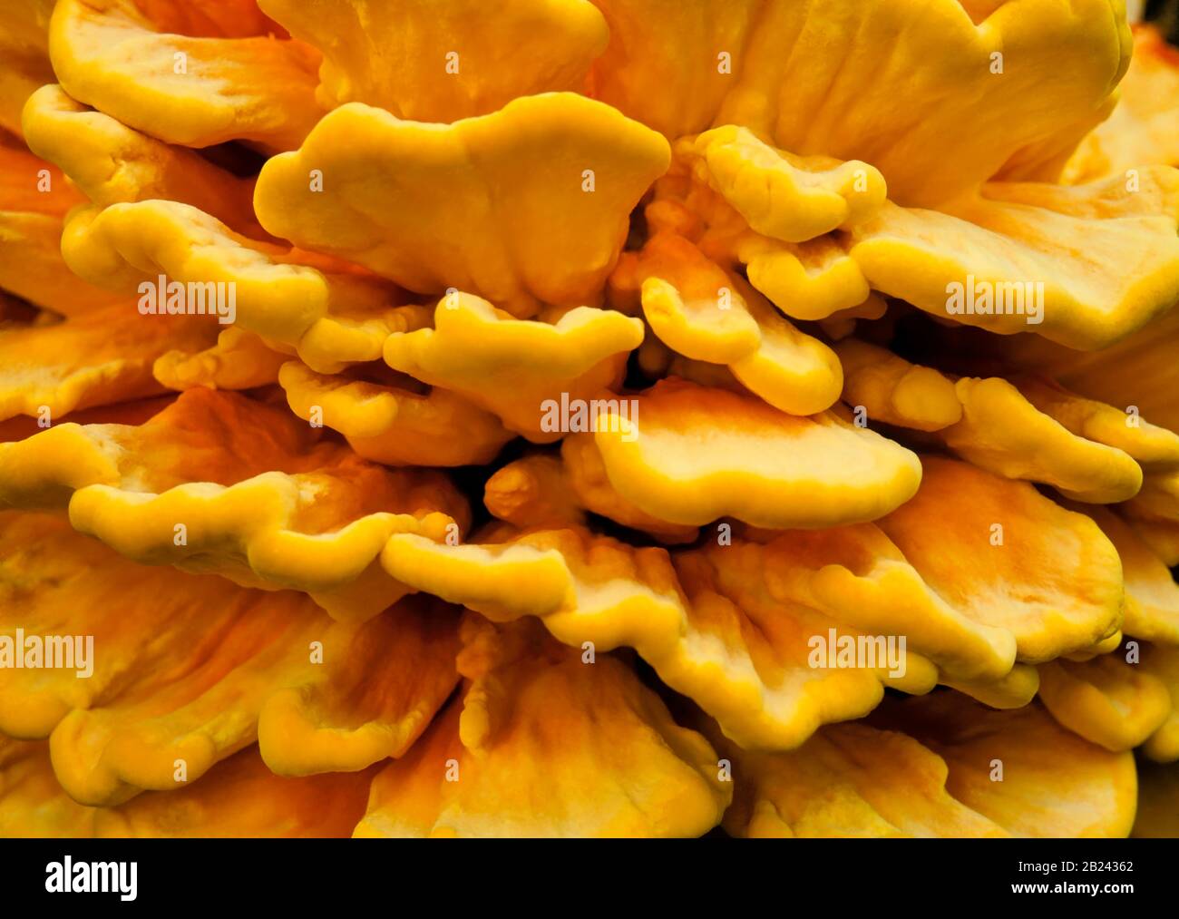 Brodo Di Pollo O Zolfo Fungus Foto Stock