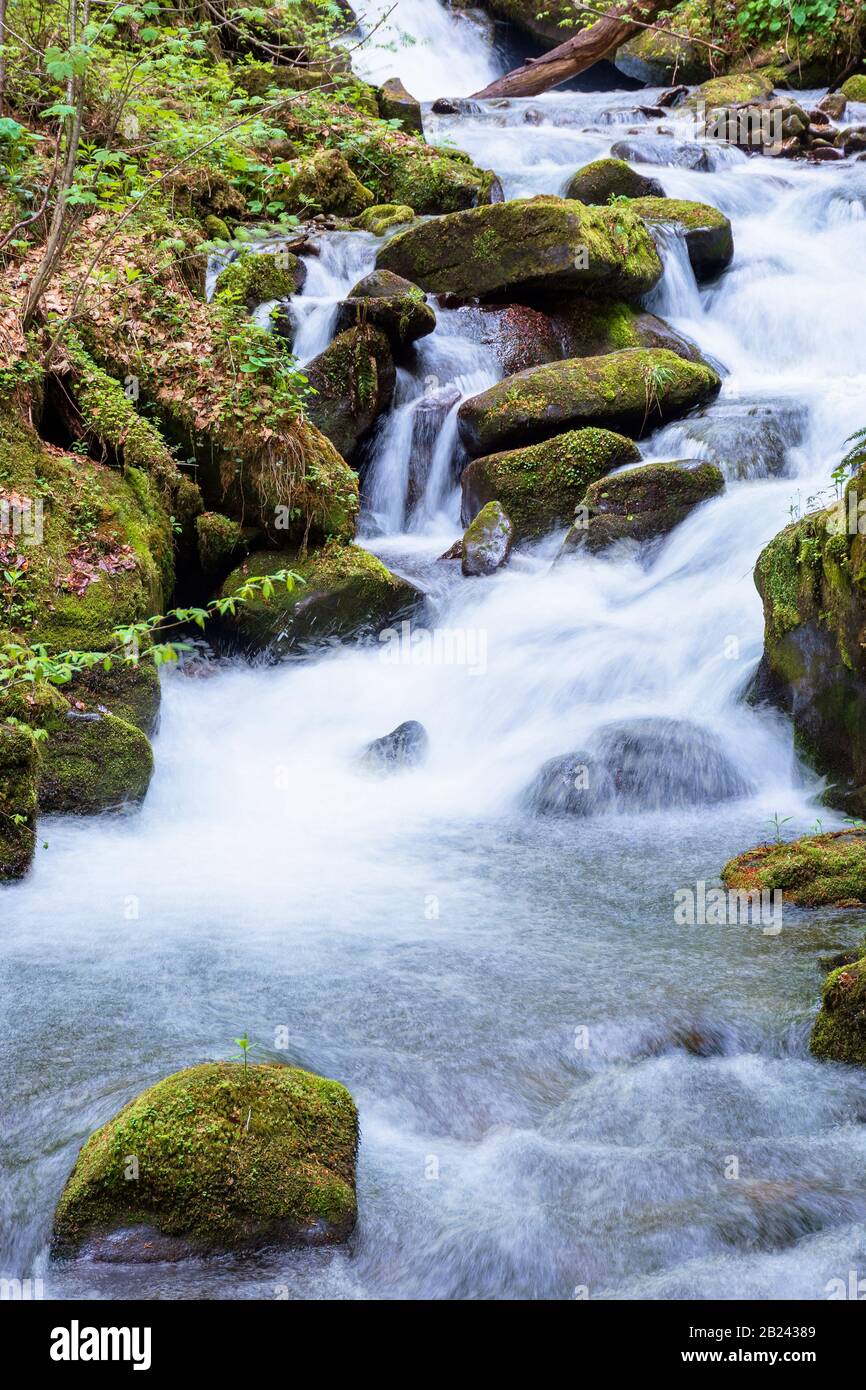 rapido ruscello d'acqua nella foresta. potente flusso tra le rocce mossy. splendido paesaggio naturale in primavera. verde verde brillante fogliame sugli alberi Foto Stock