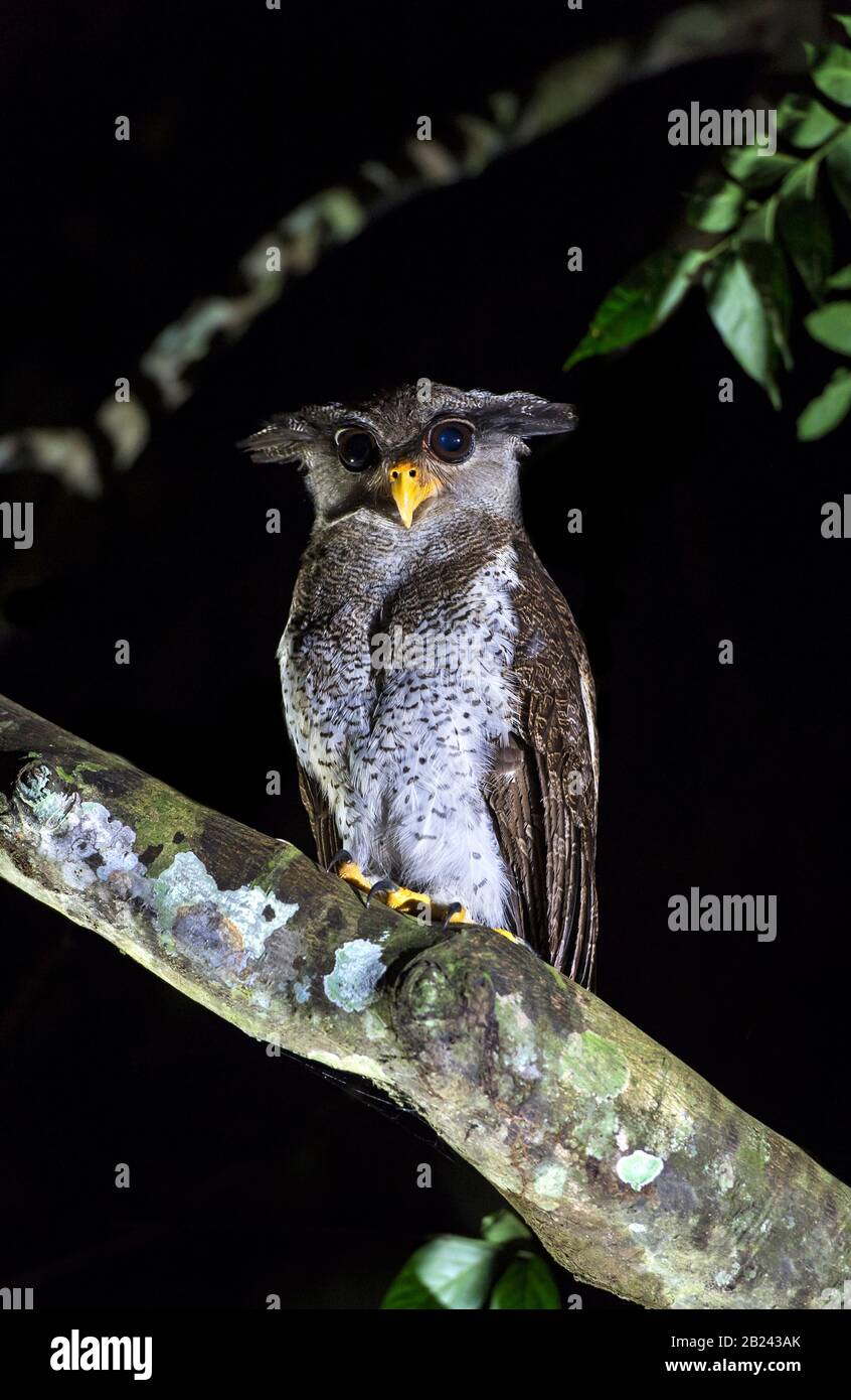 Gufo Di Palude (Bubo Sumatranus), Famiglia True Owl (Stringidae), Danum Valley Conservation Area, Sabah, Borneo, Malesia Foto Stock
