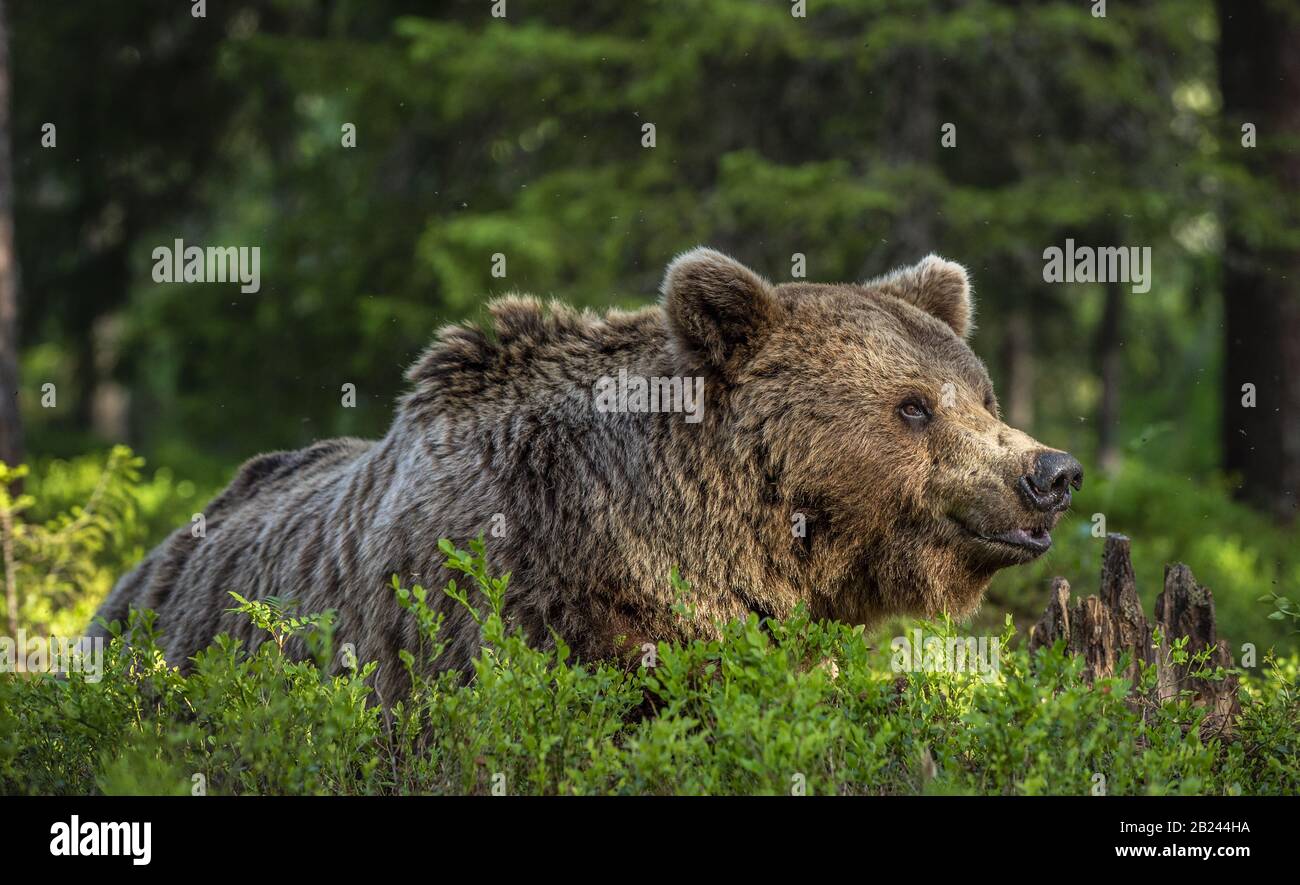 Adulto selvatico maschio di orso marrone nella foresta di pini. Primo piano verticale. Nome scientifico: Ursus arctos. Habitat naturale. Foto Stock