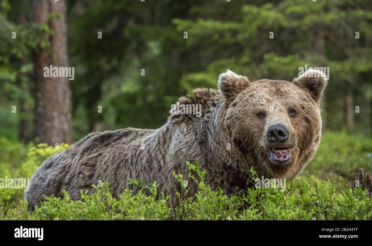 Adulto selvatico maschio di orso marrone nella foresta di pini. Primo piano verticale. Nome scientifico: Ursus arctos. Habitat naturale. Foto Stock