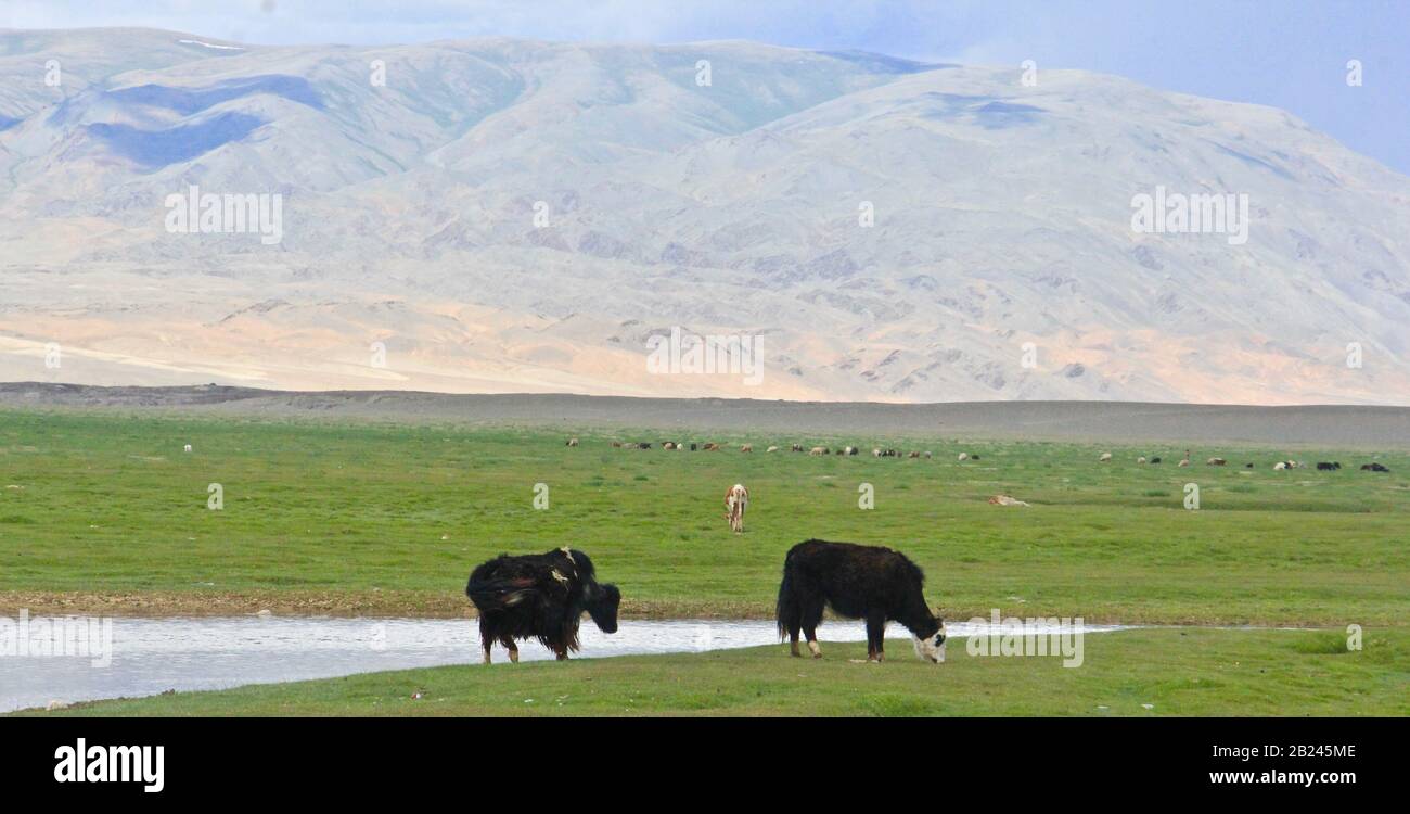 Animali della Mongolia. Cavallo, yak, uccelli e pecore Foto Stock