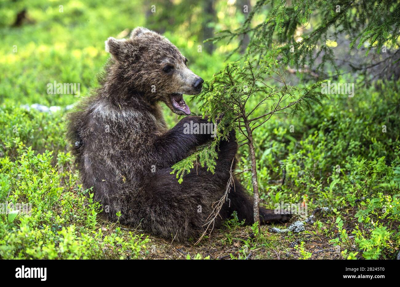 Cucciolo di orso bruno con bocca aperta sedersi nella pineta estiva. Habitat naturale. Nome scientifico: Ursus arctos. Foto Stock