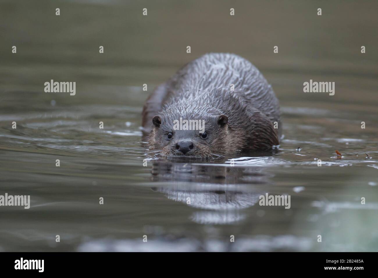 Lontra europea (Lutra lutra), adulto su un fiume, Norfolk, Inghilterra, Regno Unito Foto Stock