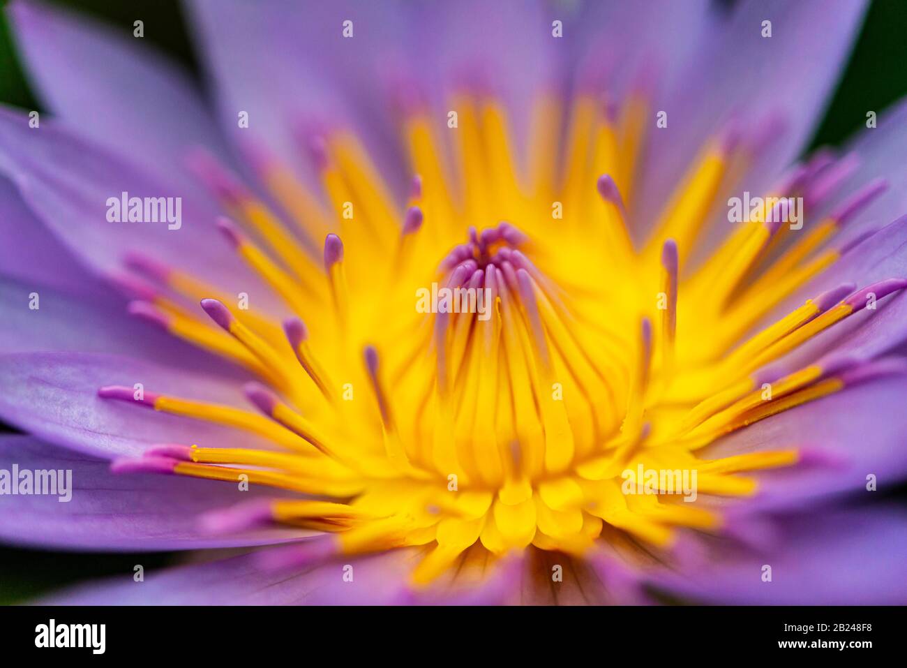 Flower, Blue Lotus (Nymphaea Caerulea), Giardino Botanico Di Berlino, Berlino, Germania Foto Stock