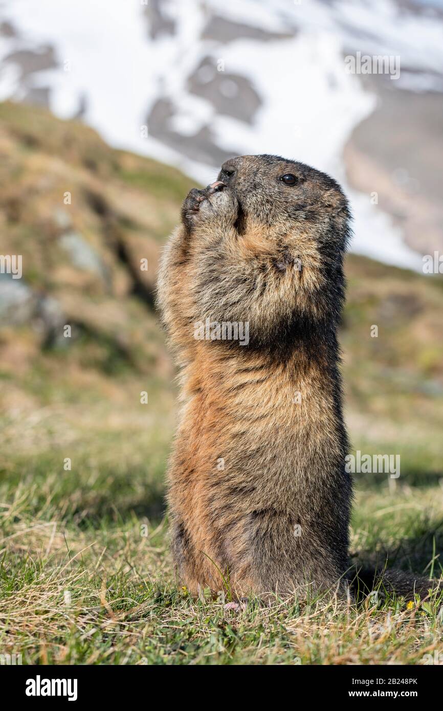 Marmotta (Marmota marmota), in piedi, Parco Nazionale degli Hohe Tauern, Carinzia, Austria Foto Stock