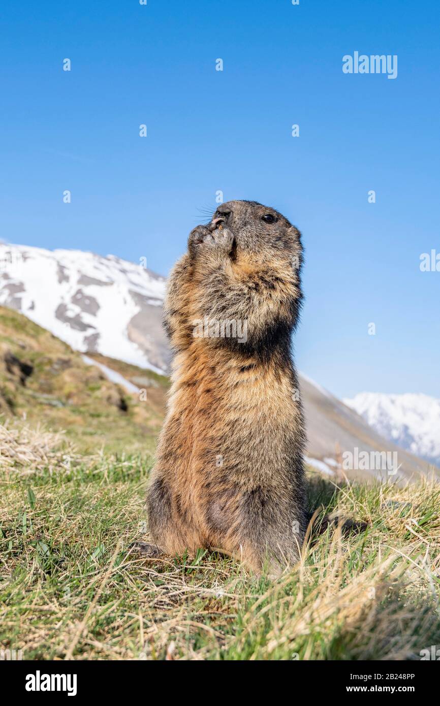 Marmotta (Marmota marmota), in piedi, Parco Nazionale degli Hohe Tauern, Carinzia, Austria Foto Stock