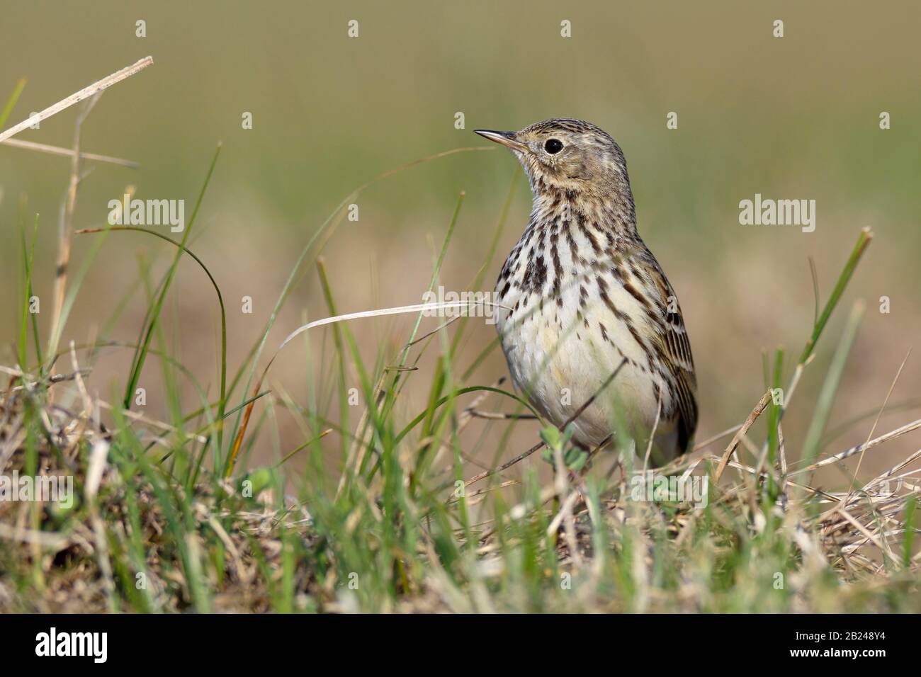 Raps (Anthus pratensis), singolo animale che si trova in un prato, Parco Nazionale del Mare di Wadden Bassa Sassonia, Bassa Sassonia, Germania Foto Stock