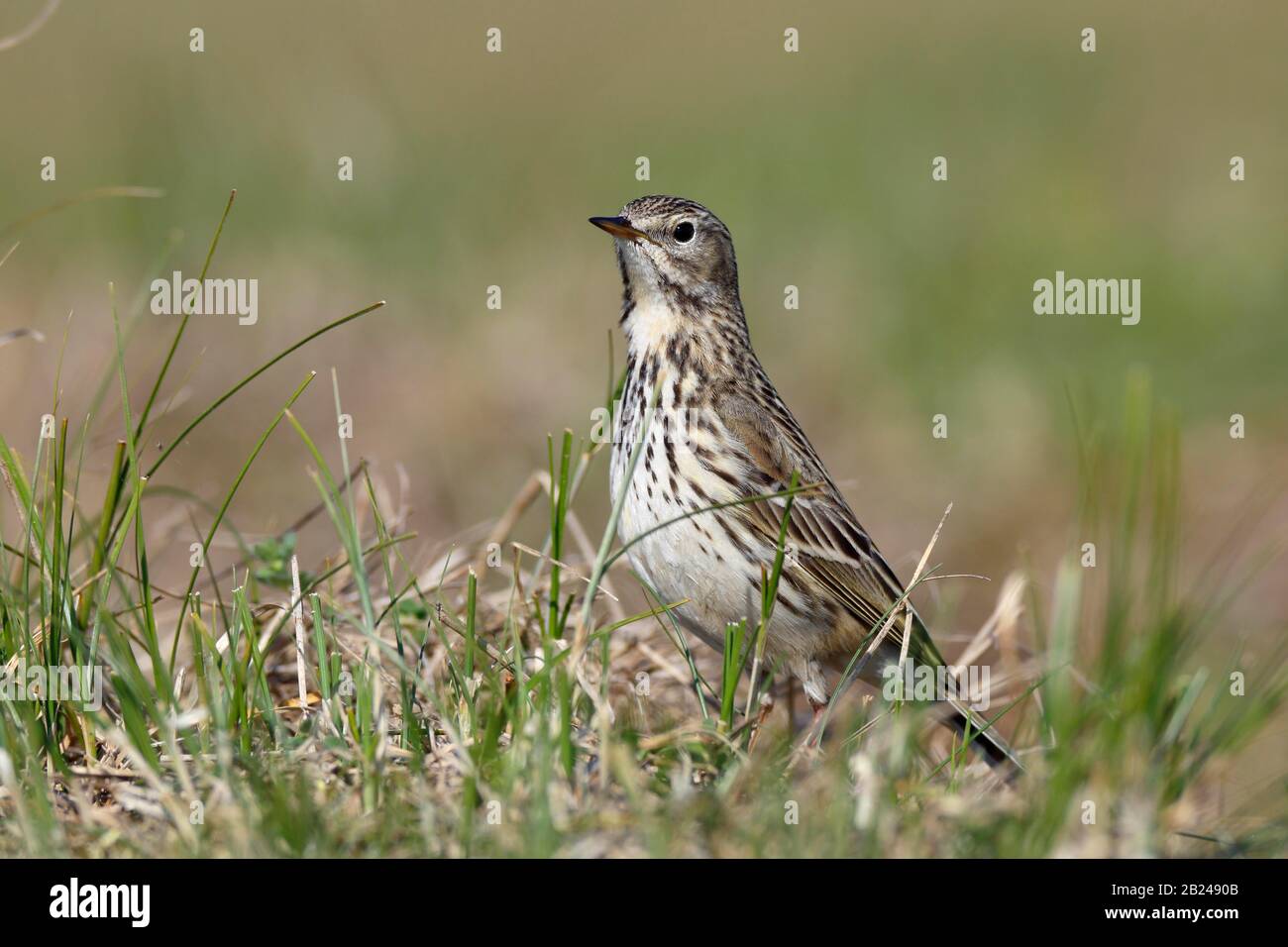 Raps (Anthus pratensis), singolo animale che si trova in un prato, Parco Nazionale del Mare di Wadden Bassa Sassonia, Bassa Sassonia, Germania Foto Stock