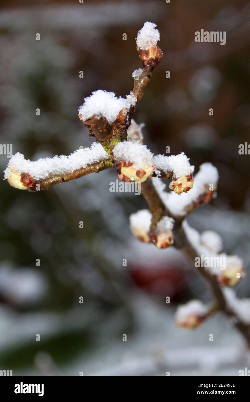 Germogli di Pero con neve sopra Foto Stock