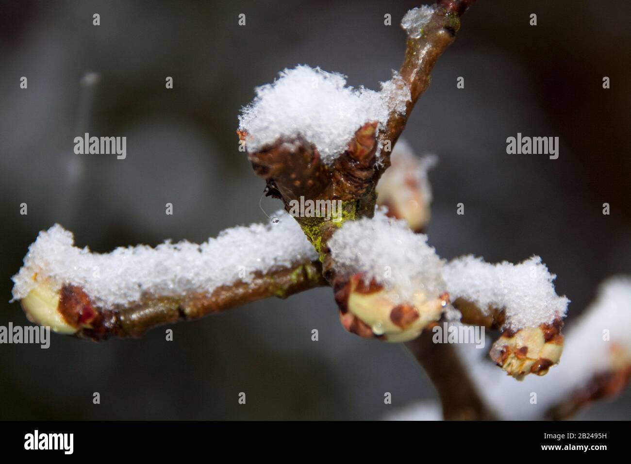 Germogli di Pero con neve sopra Foto Stock
