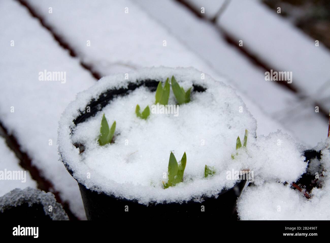 Neve caduta su piante in vaso Foto Stock