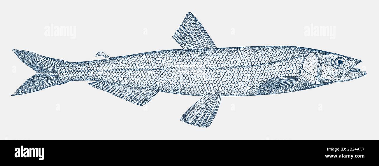 Eulachon Thaleichthys pacificus, un pesce della costa pacifica del Nord America in vista laterale Illustrazione Vettoriale