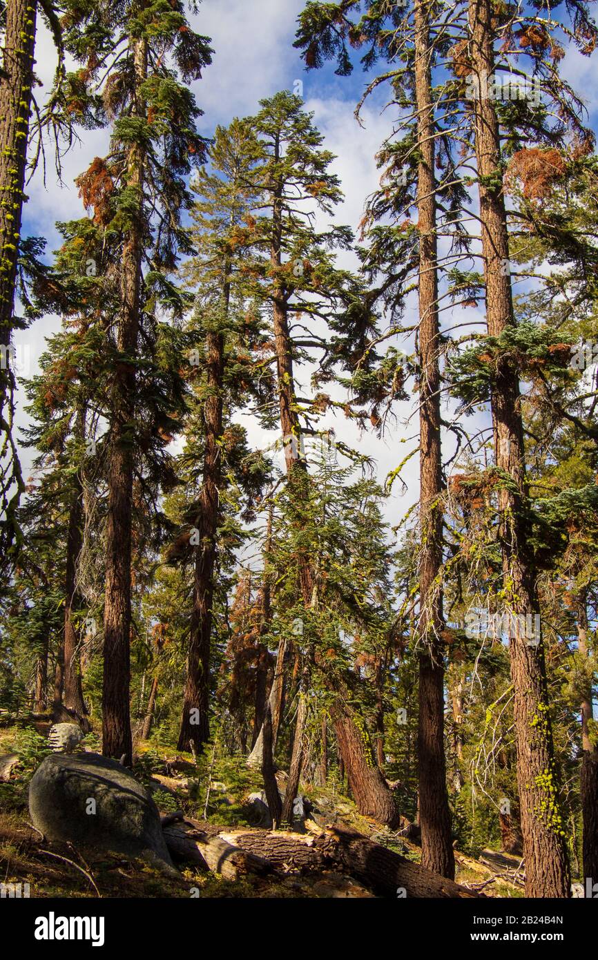 Yosemite autunno 2019 Foto Stock