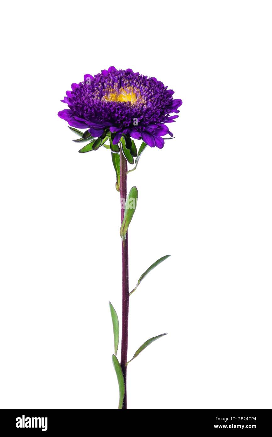 Castano cinese isolato su sfondo bianco Foto Stock