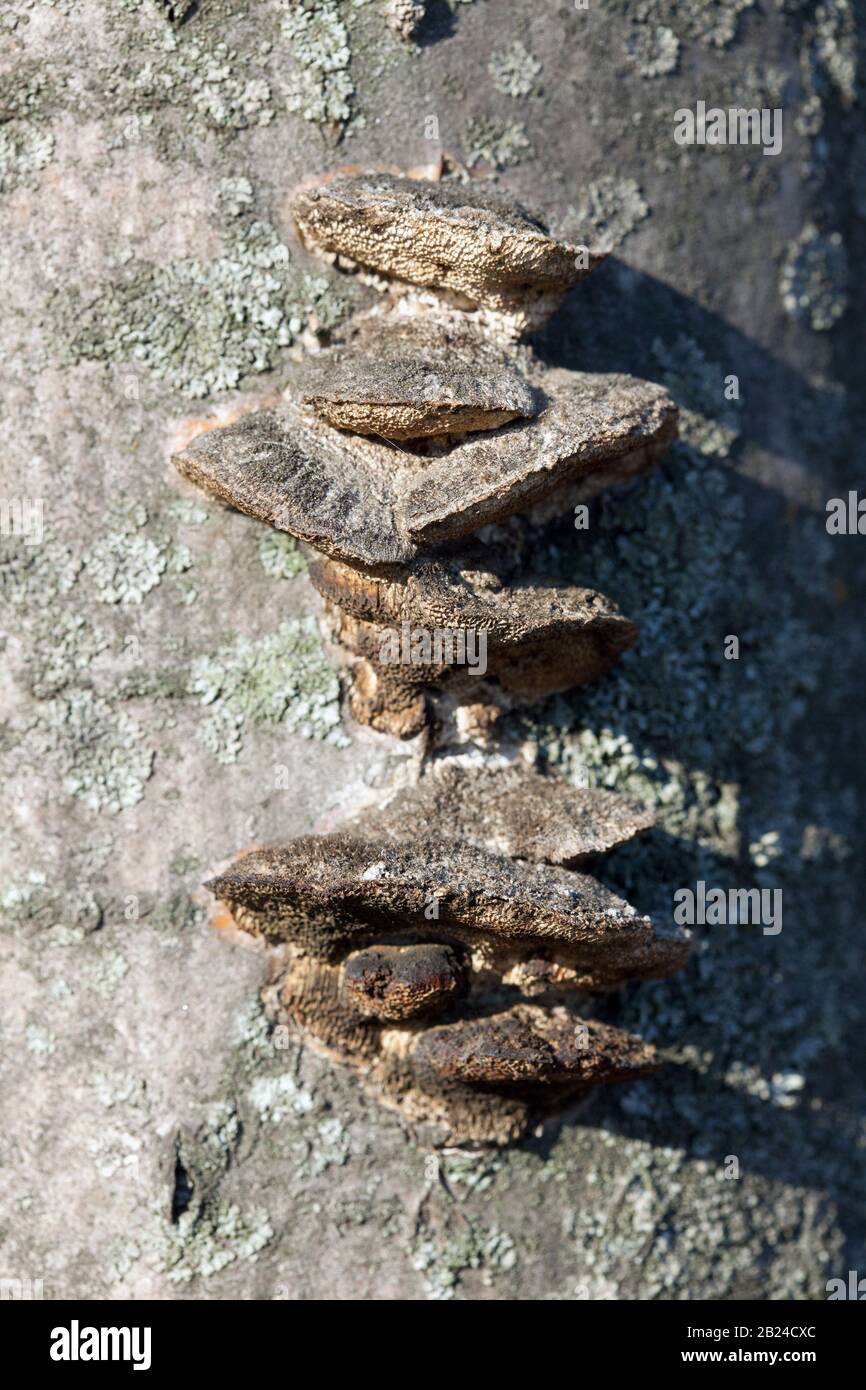 Funghi chaga nella foresta di primavera. Forma Inonotus obligus Foto Stock