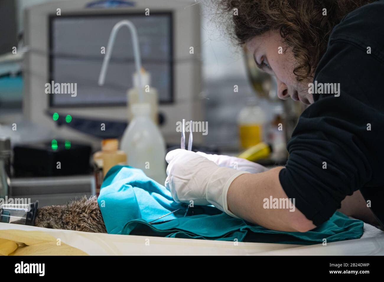 Zoo Vets effettuare un'operazione su un Meerkat (Suricata suricatta), Parc Zoologique de Paris (Zoo di Parigi), Parigi, Francia Foto Stock