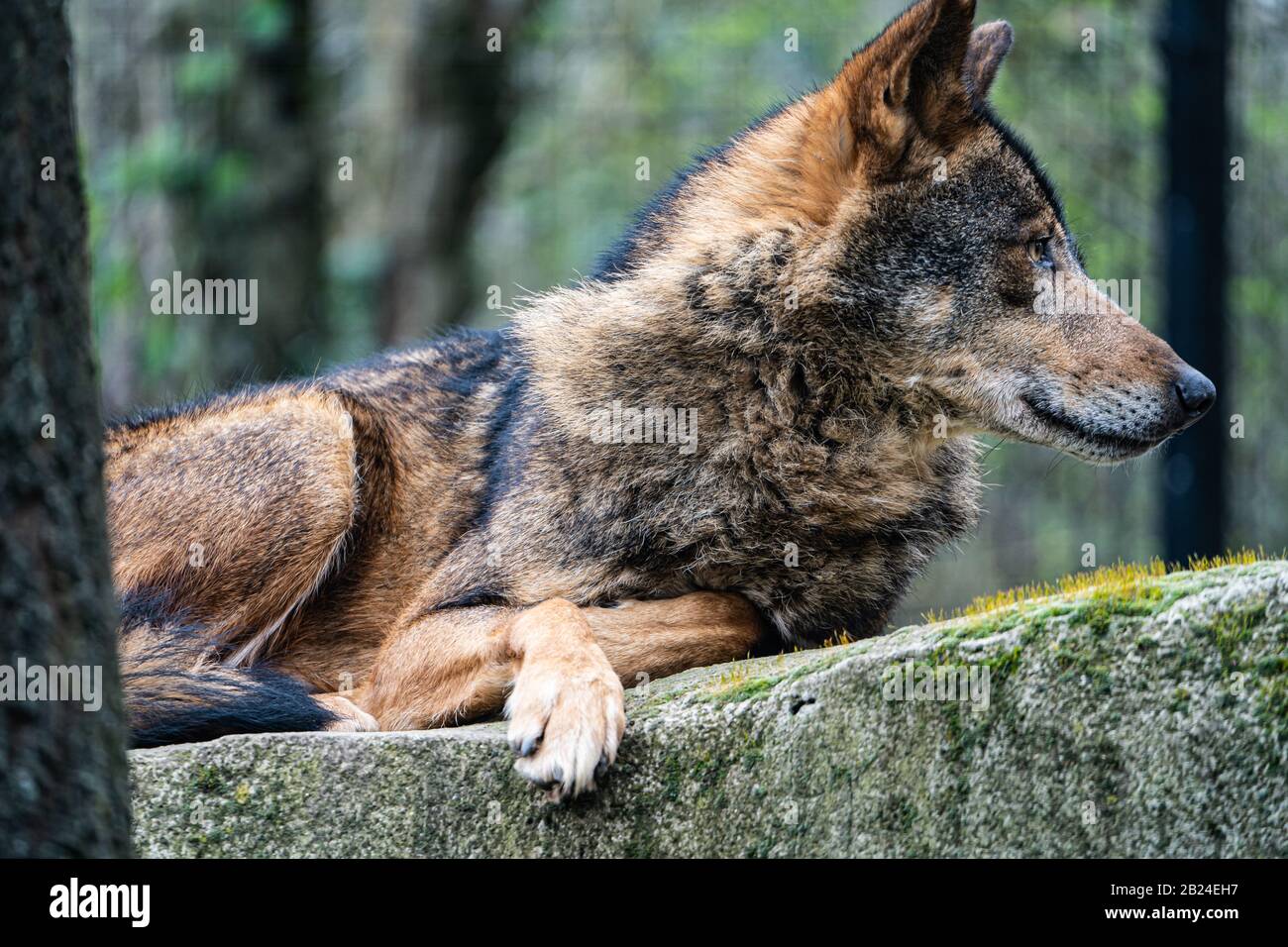 Lupo iberico/spagnolo (Canis lupus signatus) riposante a Parc Zoologique de Paris (Zoo di Parigi), Parigi, Francia Foto Stock