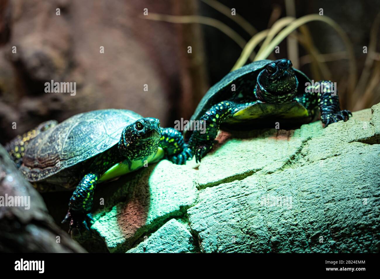 Coppia di tartarughe marine (Emys orbicularis), Parc Zoologique de Paris (Zoo di Parigi), Parigi, Francia Foto Stock