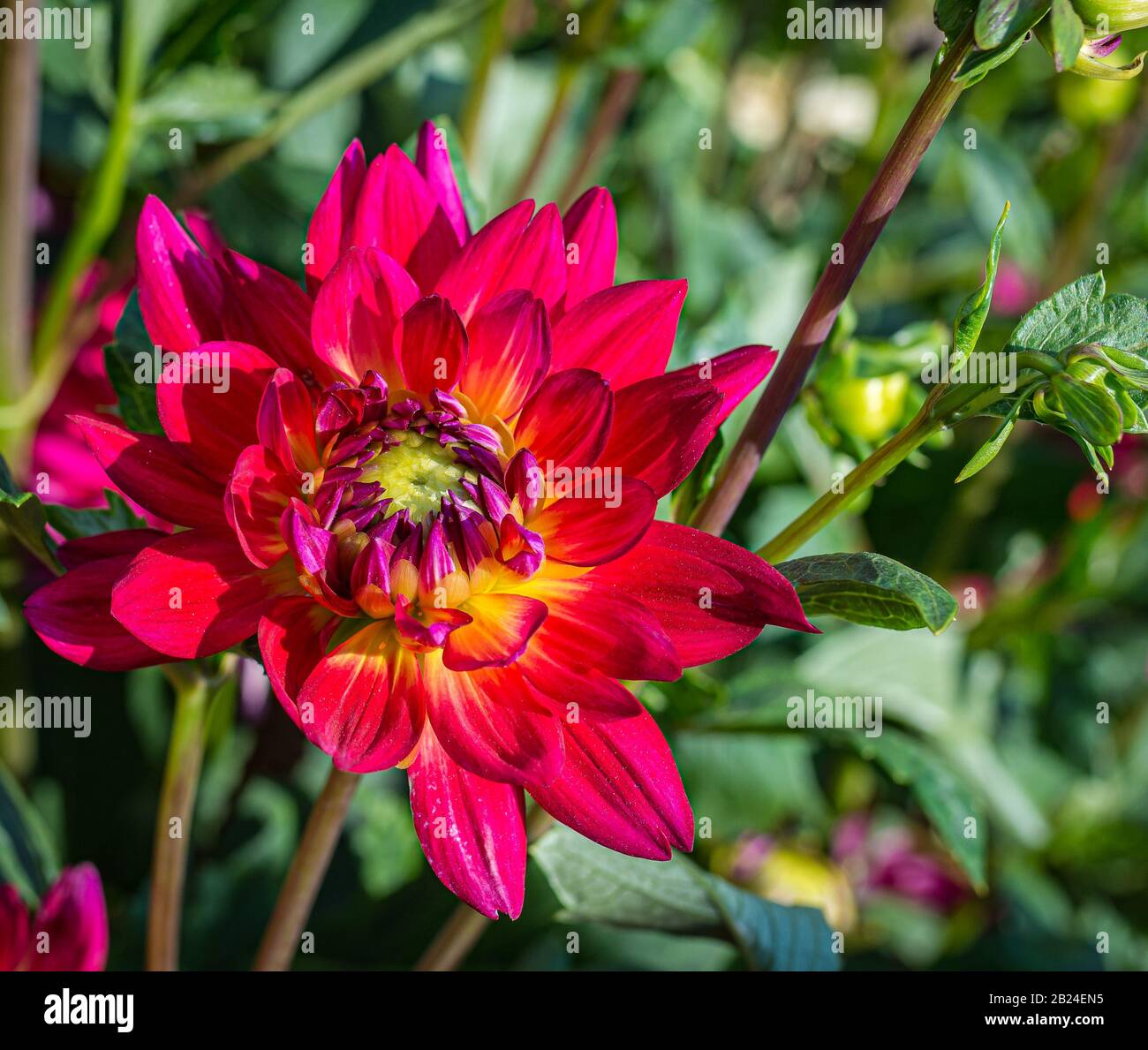 Dahlias fiore rosso, fiore splendido, rosa caldo con strisce giallo burroso. Pinkie dahlia. Foto Stock