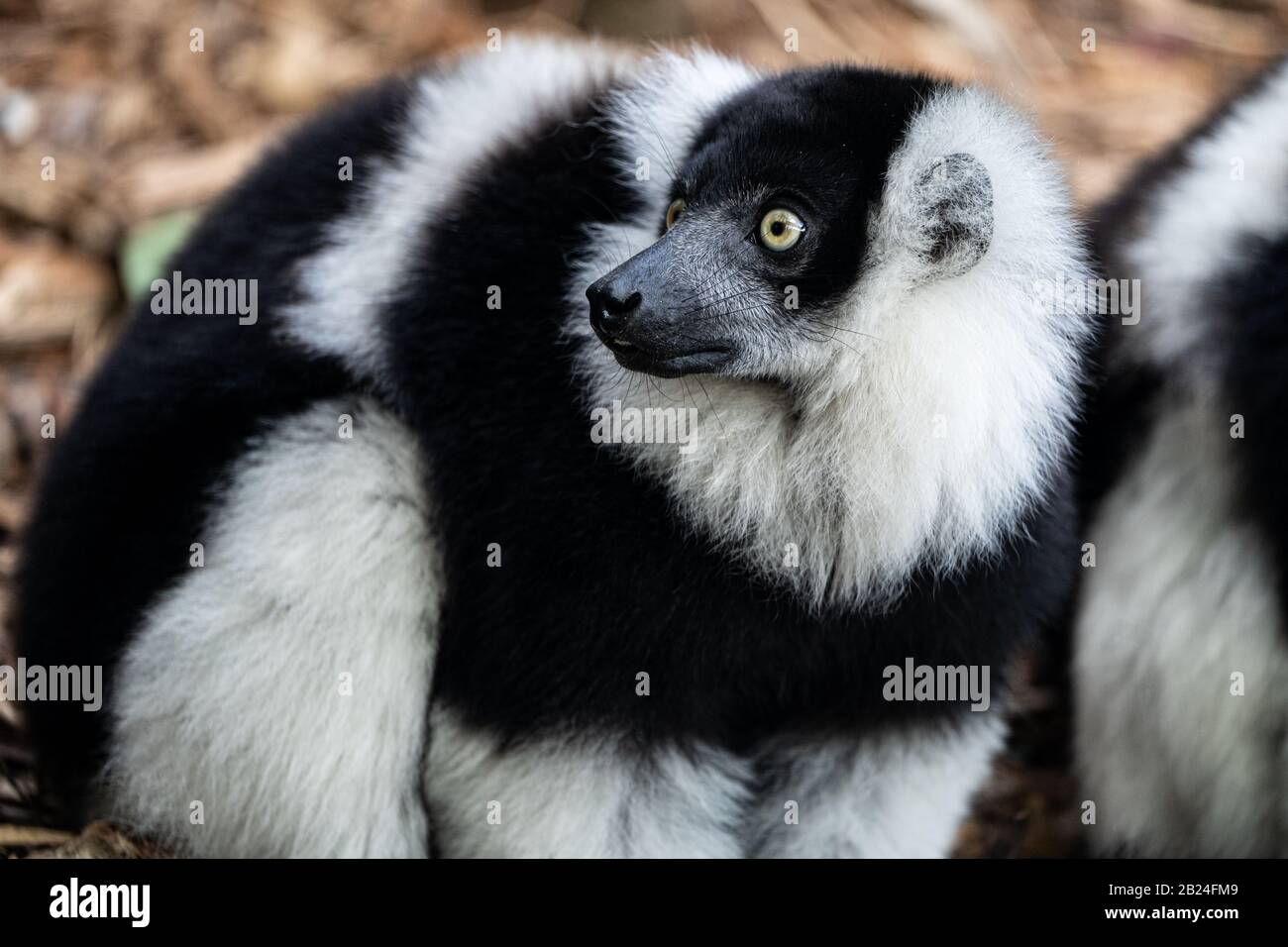 Lemur dalla coda circolare (Lemur corta), Parc Zoologique de Paris (Zoo di Parigi), Parigi, Francia Foto Stock
