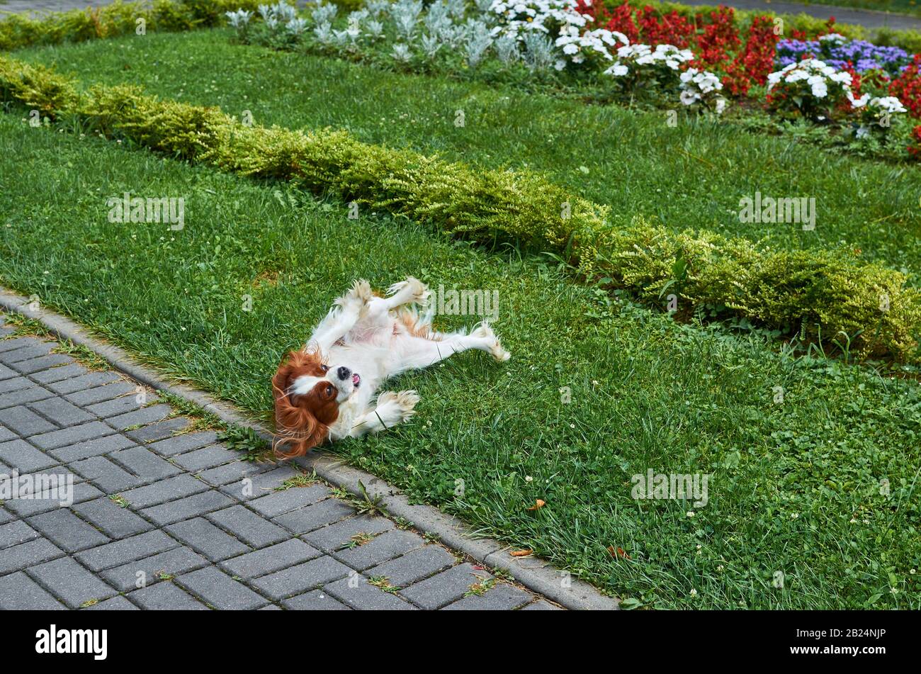 Adorabile doggy rotolare su un prato in un parco pubblico Foto Stock