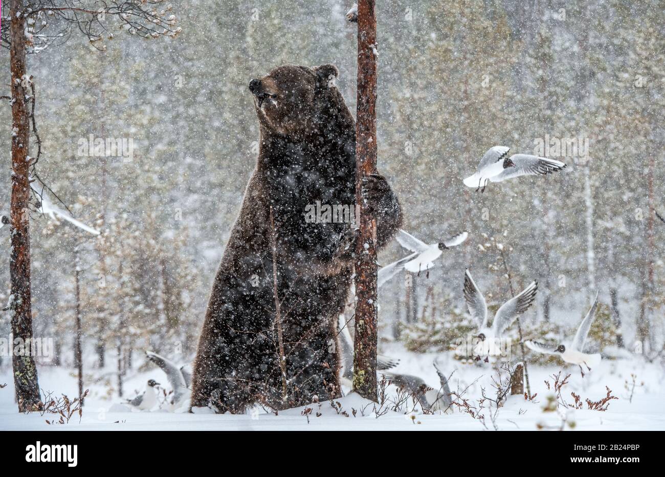 Orso bruno in piedi sulle sue zampe posteriori sulla neve nella foresta invernale. Nevicate. Nome scientifico: Ursus arctos. Habitat naturale. Stagione invernale. Foto Stock