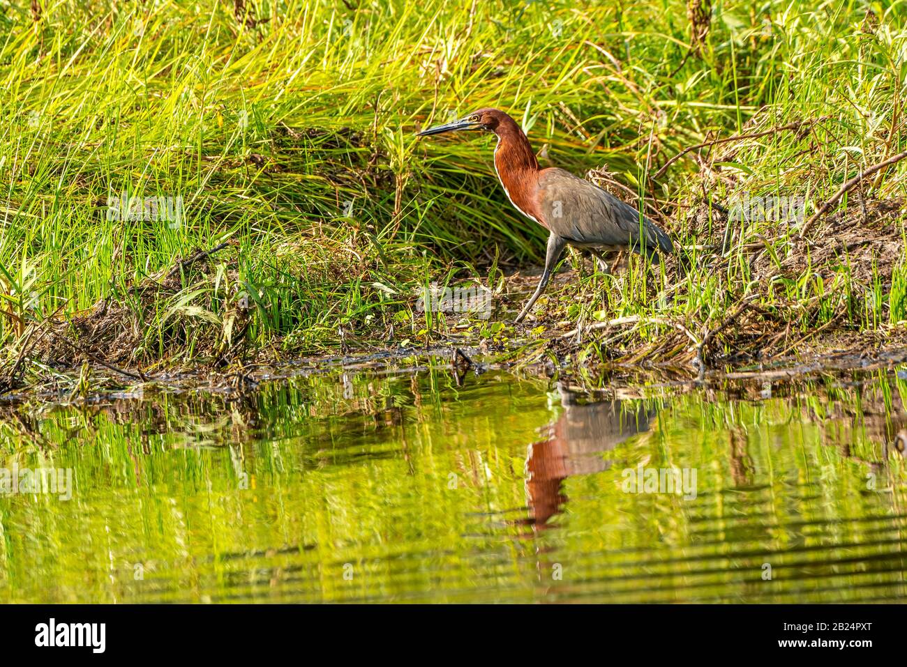 Rufescent Tiger Heron Reflection Foto Stock