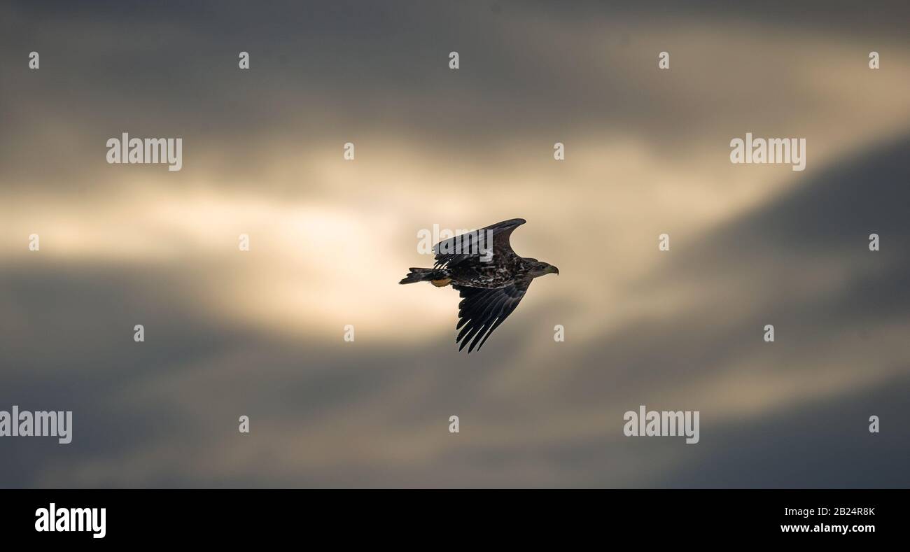 Flying Eagle silhouette sul tramonto cielo sfondo. Giovane aquila di mare che vola tra le nuvole di tempesta vicino al tramonto. Aquila bianca-coda giovanile. Haliaeetus A. Foto Stock
