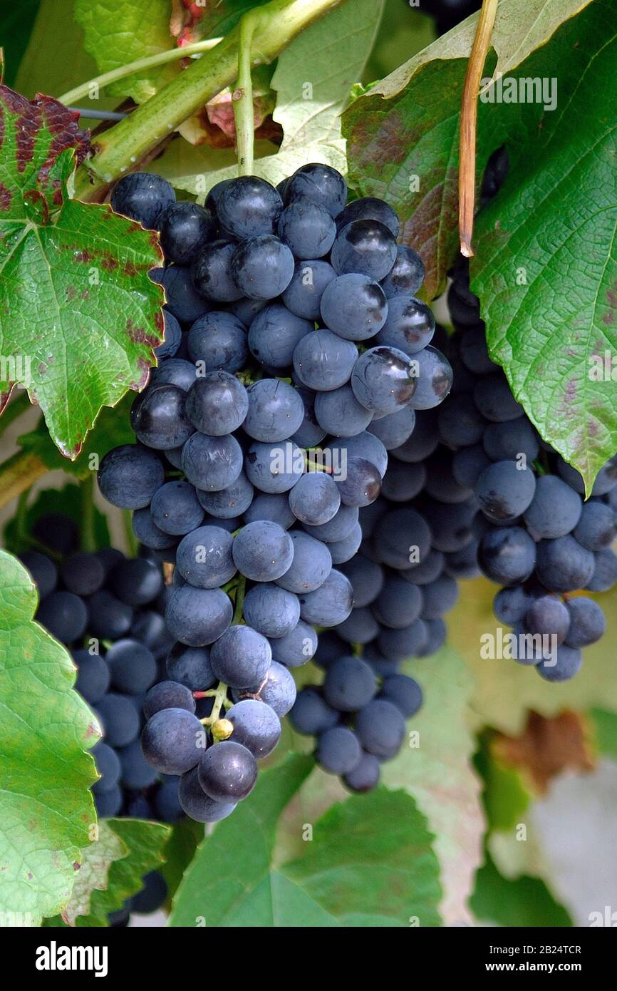 Vitis vinifera "Venus" Foto Stock